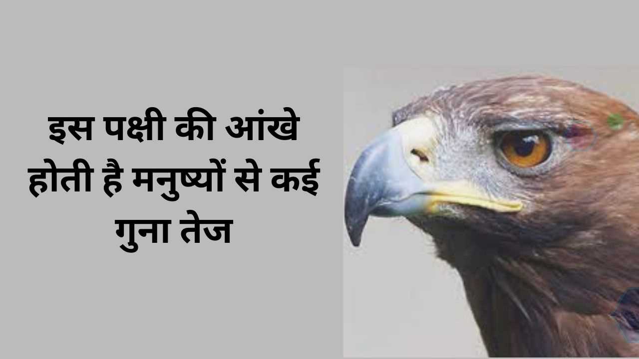 इस पक्षी की आंखे होती है मनुष्यों से कई गुना तेज, इतने किलोमीटर दूर से ही देख लेता है अपना शिकार